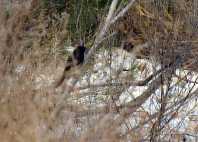 1217uvalde202 031blackphoebe4.jpg