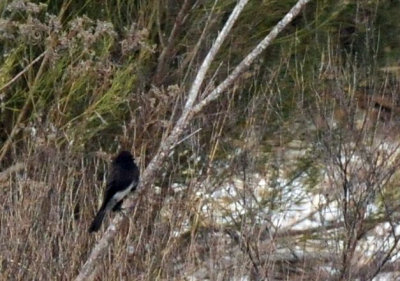 1217uvalde202 033Blackphoebe4.jpg