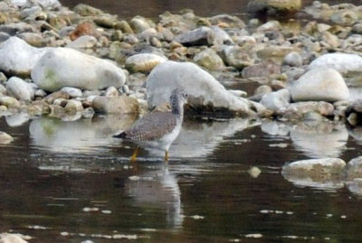 1217uvalde202 048greateryellowlegs4.jpg