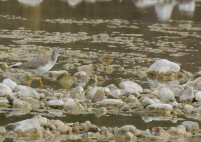 1217uvalde202 054greateryellowlegs4.jpg