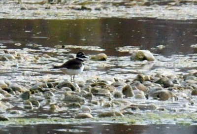 1217uvalde202 072killdeer4.jpg