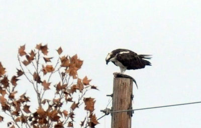 1217uvalde202 090osprey4.jpg