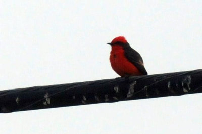 1217uvalde202 102verfly.jpg