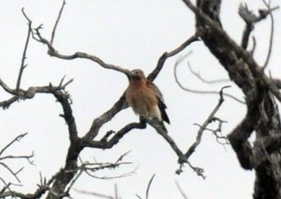 1217uvalde202 116redshouldered4.jpg