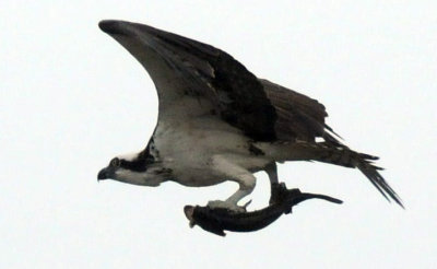 1217uvalde202 118osprey4.jpg