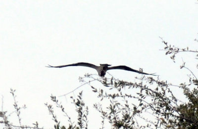 1217uvalde202 121osprey4.jpg