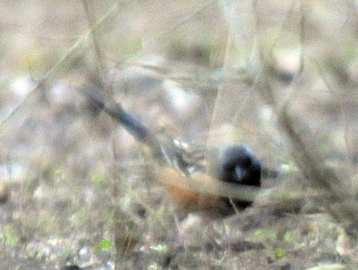 1231wwoods 110towhee.jpg