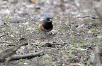 1231wwoods 111towhee.jpg