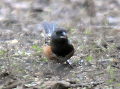 1231wwoods 112towhee.jpg