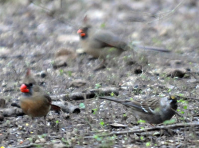 1231wwoods 135goldencrowned.jpg