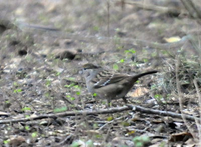 1231wwoods 138goldencrowned.jpg