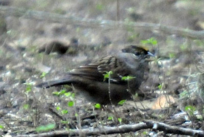 1231wwoods 142goldencrowned.jpg