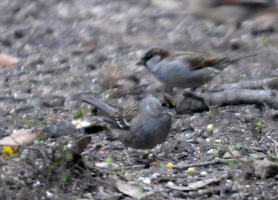 1231wwoods 149goldencrowned.jpg