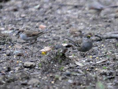 1231wwoods 152sparrowgoldencrowned.jpg