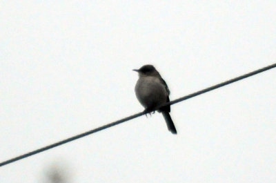 1118cooks 019Nnnockingbird.jpg