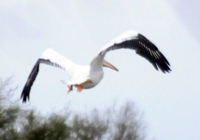 1118cooks 046whitepelican.jpg
