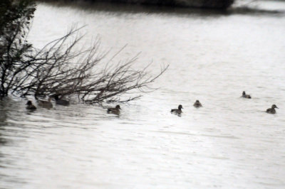 1118cooks 055ducks.jpg