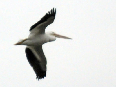 1118cooks 062whitepelican.jpg
