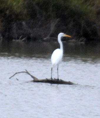1118cooks 066greategret.jpg