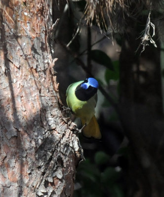34green 049greenjay.jpg