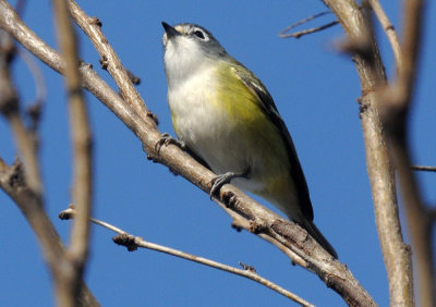 131cooks 165lueheadedvireo.jpg