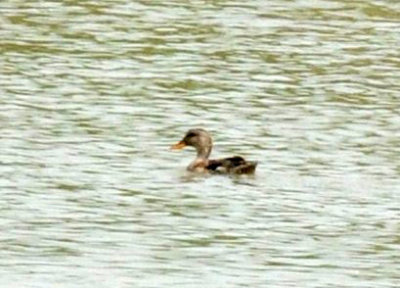 41cooks 013duck.jpg