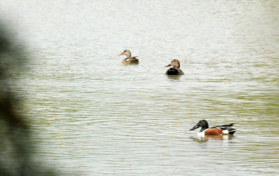 41cooks 017northernSHGadwall.jpg