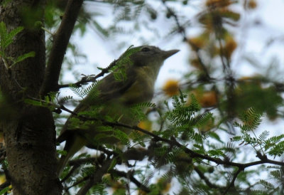 41cooks 035bellsvireo.jpg