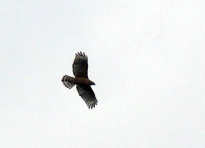 41cooks 038redshouldered.jpg