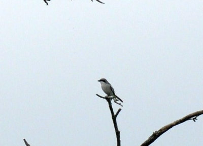 41cooks 048loggerheadshrike.jpg