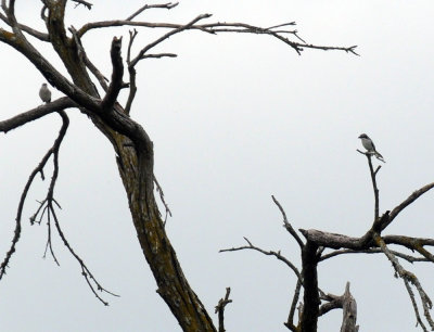 41cooks 050loggerheadshrike.jpg