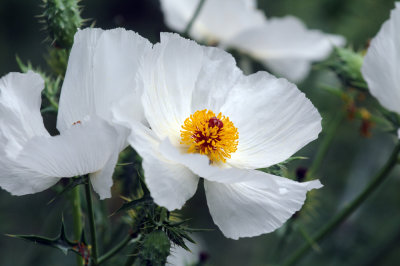 WHITE PRICKLY POPPY 