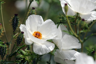 WHITE PRICKLY POPPY 