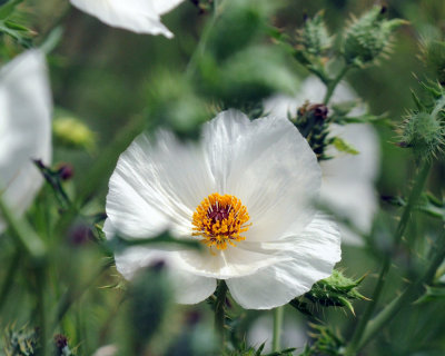 WHITE PRICKLY POPPY 