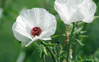 WHITE PRICKLY POPPY 