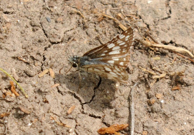 41cooks 086tropicalcheckerspot.jpg