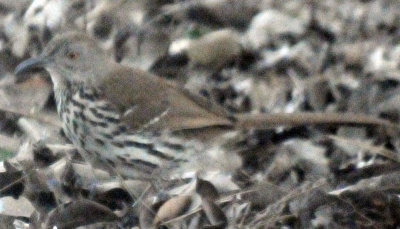 48longbilledthrasher 015longbilledthrasher.jpg