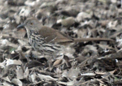 48longbilledthrasher 016longbilledthrasher.jpg