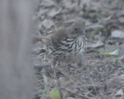 48longbilledthrasher 019longbilledthrasher.jpg