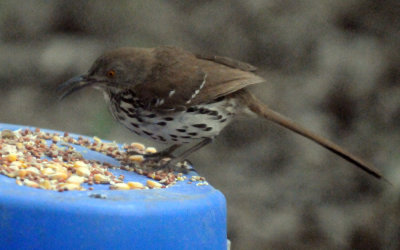 48longbilledthrasher 025longbilledthrasher.jpg