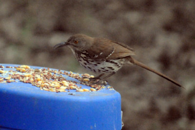 48longbilledthrasher 026longbilledthrasher.jpg