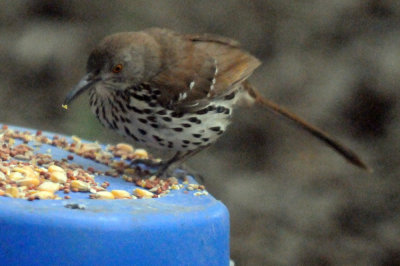 48longbilledthrasher 030longbilledthrasher.jpg