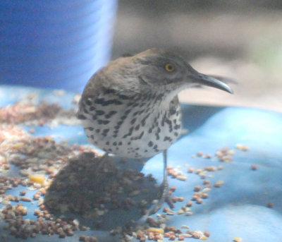 48lthrasher 007longbillthrasher.jpg