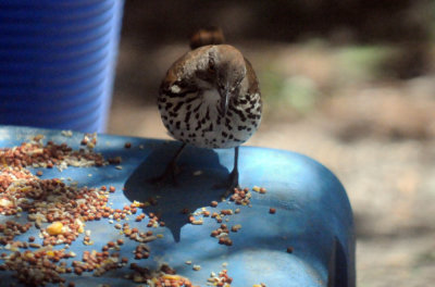 48lthrasher 010longbillthrasher.jpg