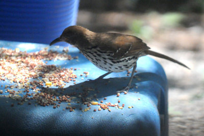 48lthrasher 017longbillthrasher.jpg