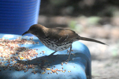 48lthrasher 018longbillthrasher.jpg