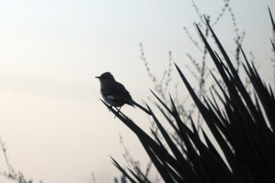 411neals 002nnockingbird.jpg