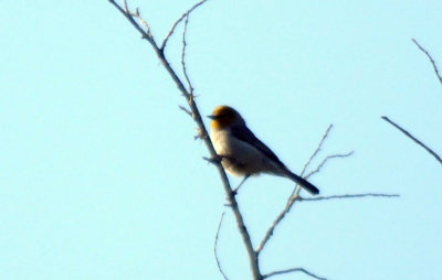 411neals 010verdin.jpg