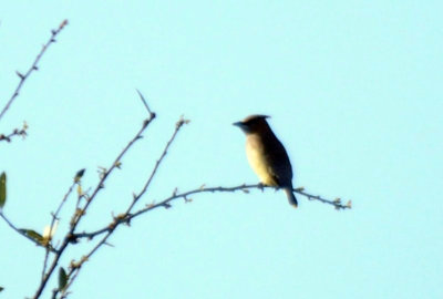 411neals 042cedarwaxwings.jpg