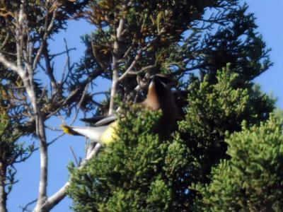 411neals 068cedarwaxwings.jpg
